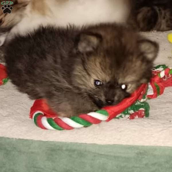 Teeny Tiny Tinsel Toes, Pomeranian Puppy